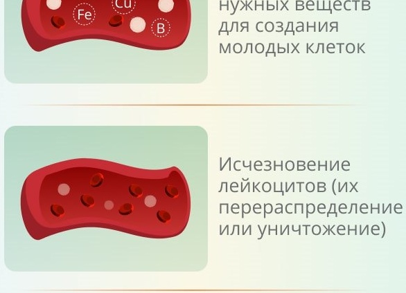 Почему понижены лейкоциты в крови и что с этим делать