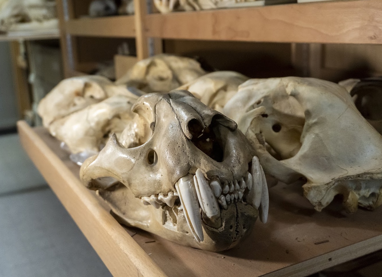 Учёные рассказали о шансах мужчин прожить дольше женщин