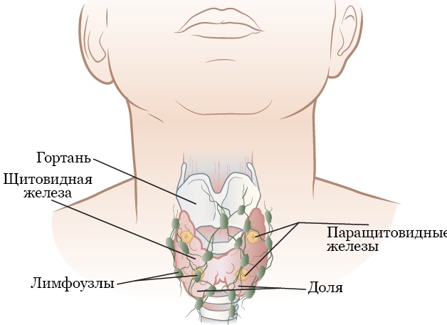 Что съесть вместо таблеток, чтобы справиться с лёгким недомоганием