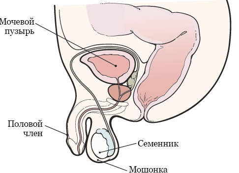 У меня только что случился незащищённый секс. Что делать?