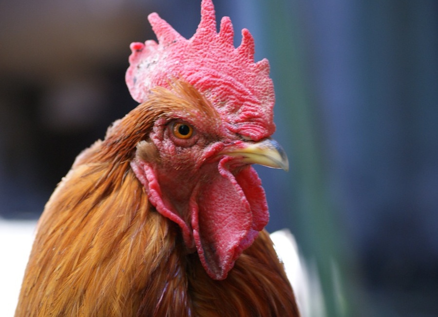 Почему американцы моют яйца, а мы — нет?